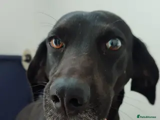 Mixed Breed dogs BAHAR - Advert 9