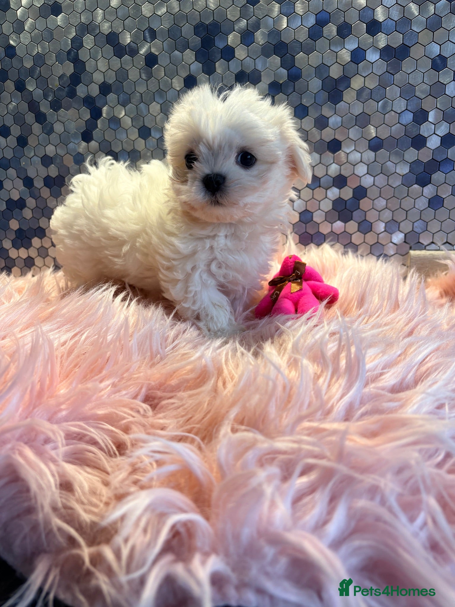 Maltese dogs Beautiful Maltese puppies ready to leave now  - Advert 8