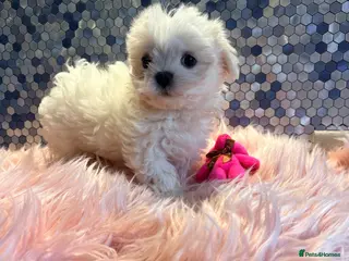 Maltese dogs Beautiful Maltese puppies ready to leave now - Advert 8