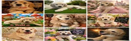 Golden Retriever dogs for stud: KC GOLDEN RETRIEVER STUD EXTENSIVELY HEALTH TESTED - Advert 4