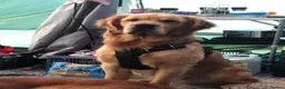 Golden Retriever dogs for sale: Beautiful golden retriever puppies for sale - Advert 11