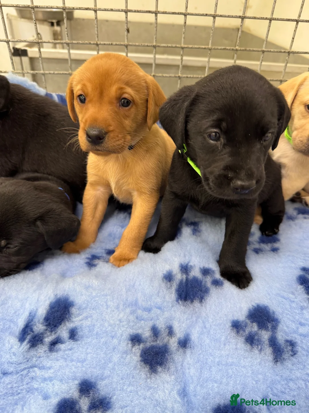 Labrador Retriever dogs for sale: ✨ 9 STUNNING KC REGISTERED LABRADOR PUPPIES! ✨ - Advert 2