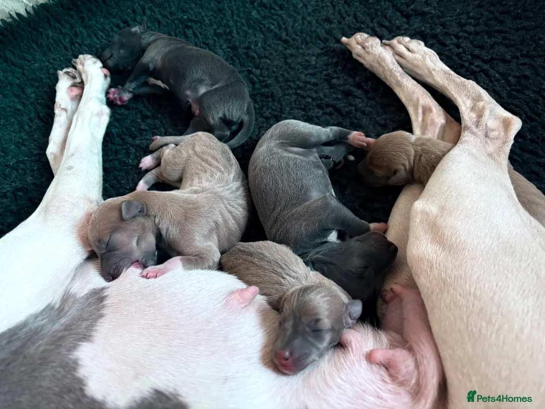 Italian Greyhound dogs for sale: 7/8 Italian Greyhound, 1/8 Whippet Puppies Due - Advert 2