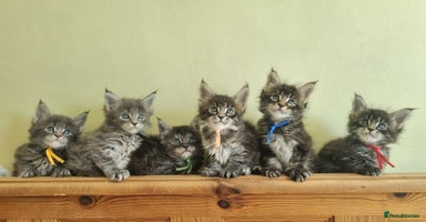 Maine Coon cats - Advert 5