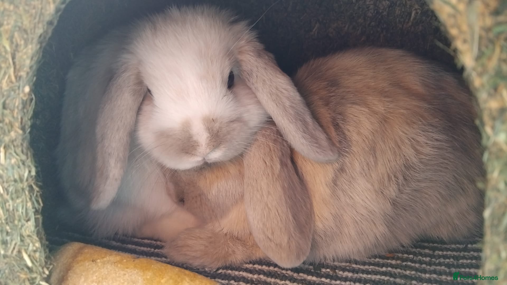 Mini Lop rabbits 2 mini lop rabbits, beautiful and friendlyly - Advert 11