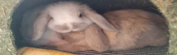 Mini Lop rabbits for sale: 2 mini lop rabbits, beautiful and friendlyly in Coalville - Advert 1