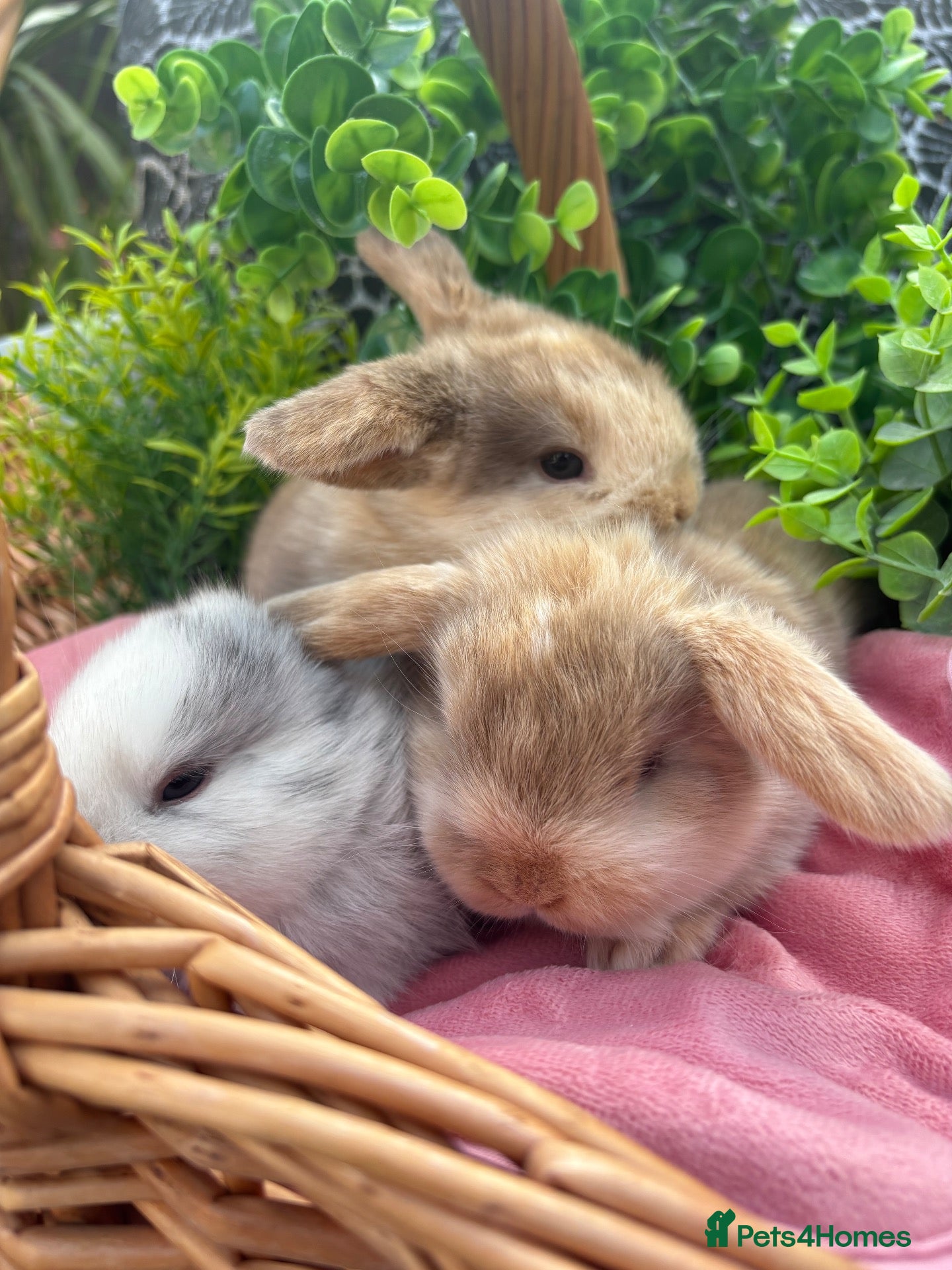 Mini Lop rabbits for sale: Stunning pure bred Mini Lop babies  - Advert 5