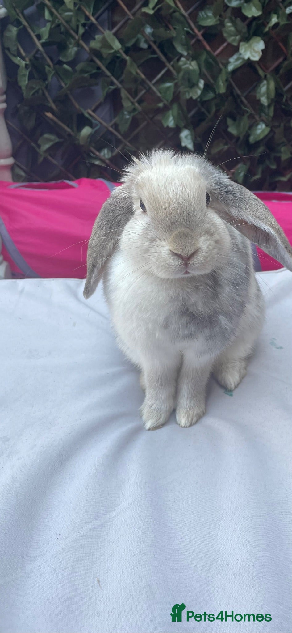 English Lop rabbits Miss Trixi - Advert 1