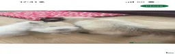 Ragdoll cats for sale: Ragdoll Kitten - Sweetest boy  - Advert 2