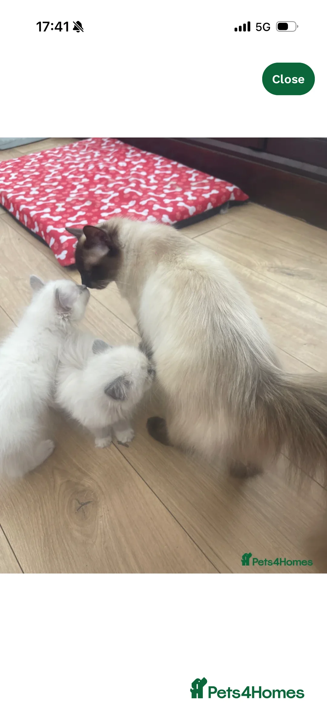 Ragdoll cats for sale: Ragdoll Kitten - Sweetest boy  - Advert 2