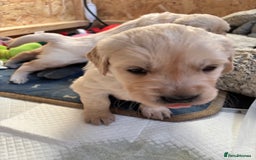 Golden Retriever dogs for sale: Golden retriever puppies  - Image 20