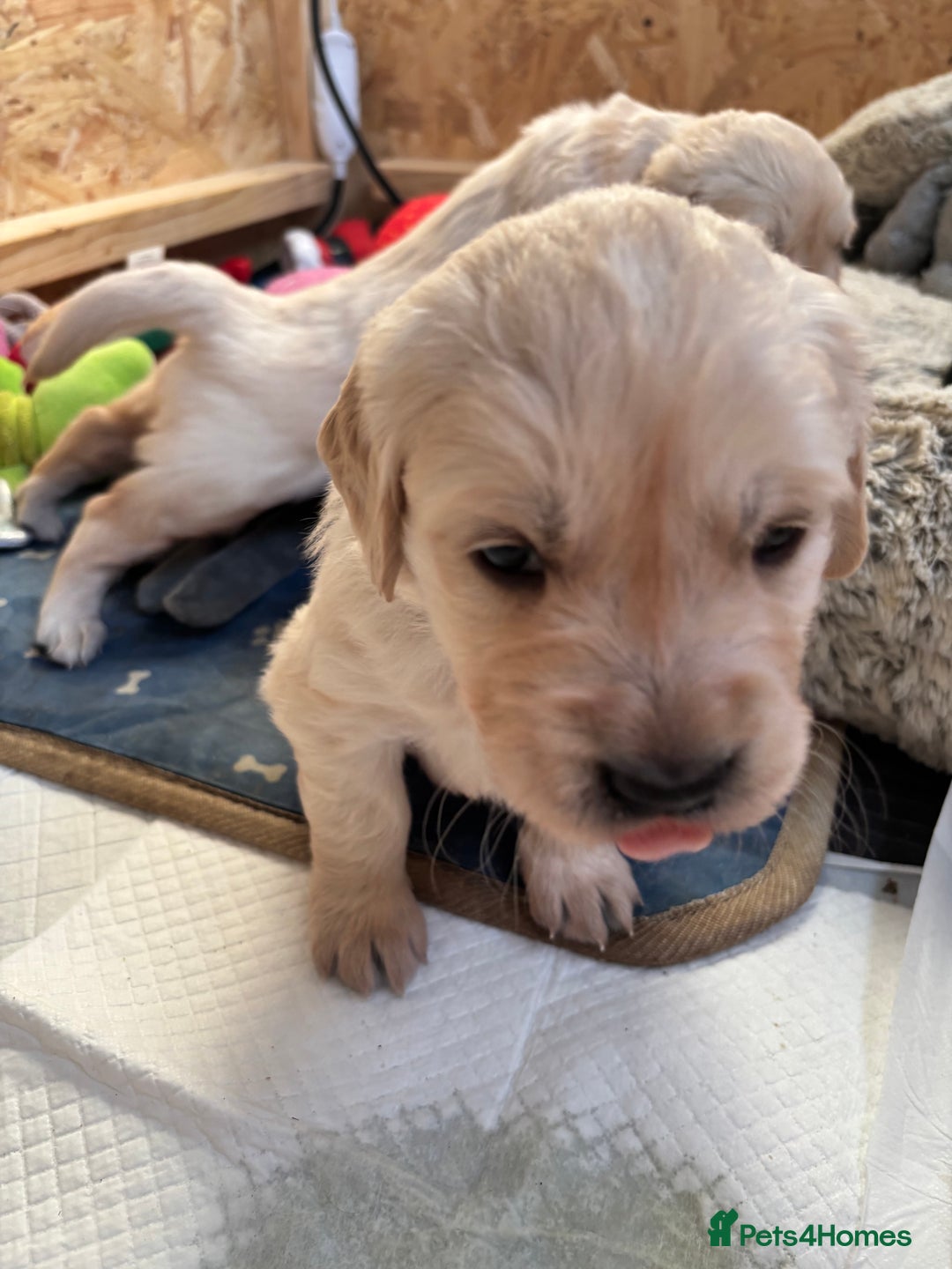 Golden Retriever dogs for sale: Golden retriever puppies  - Image 20