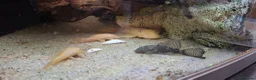 Plecos fish for sale: Potential Breeding colony of albino bristlenose - Advert 4