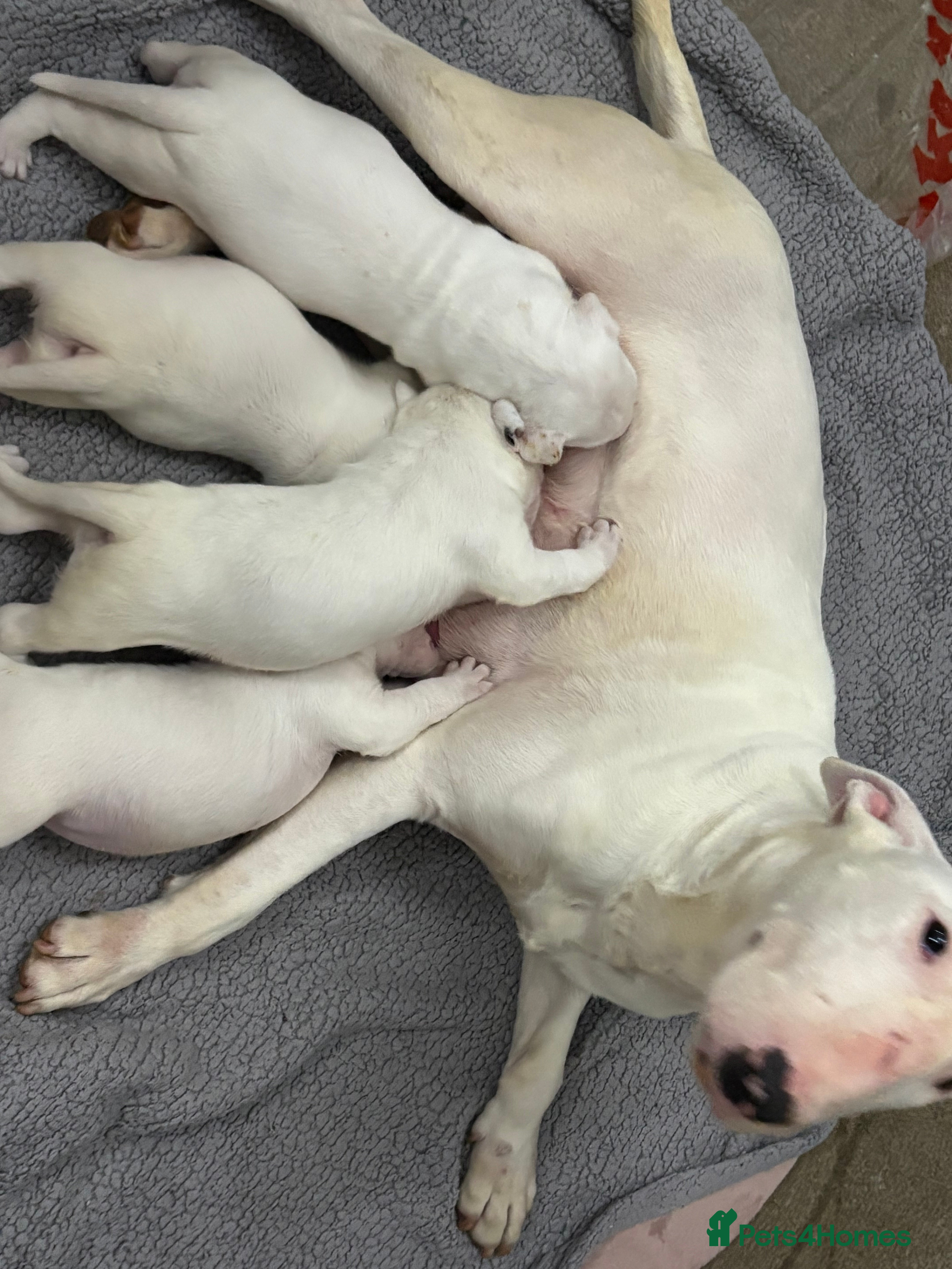 English Bull Terrier dogs beautiful KC registered bull terrier pups - Advert 2
