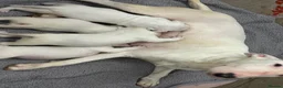 English Bull Terrier dogs for sale: beautiful KC registered bull terrier pups - Advert 2