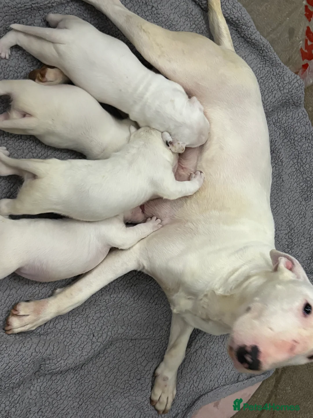 English Bull Terrier dogs for sale: beautiful KC registered bull terrier pups - Advert 2