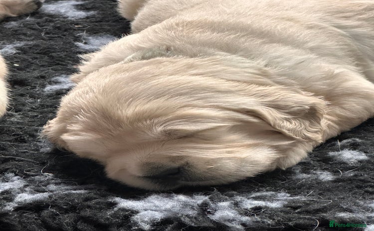 Golden Retriever dogs - Advert 1