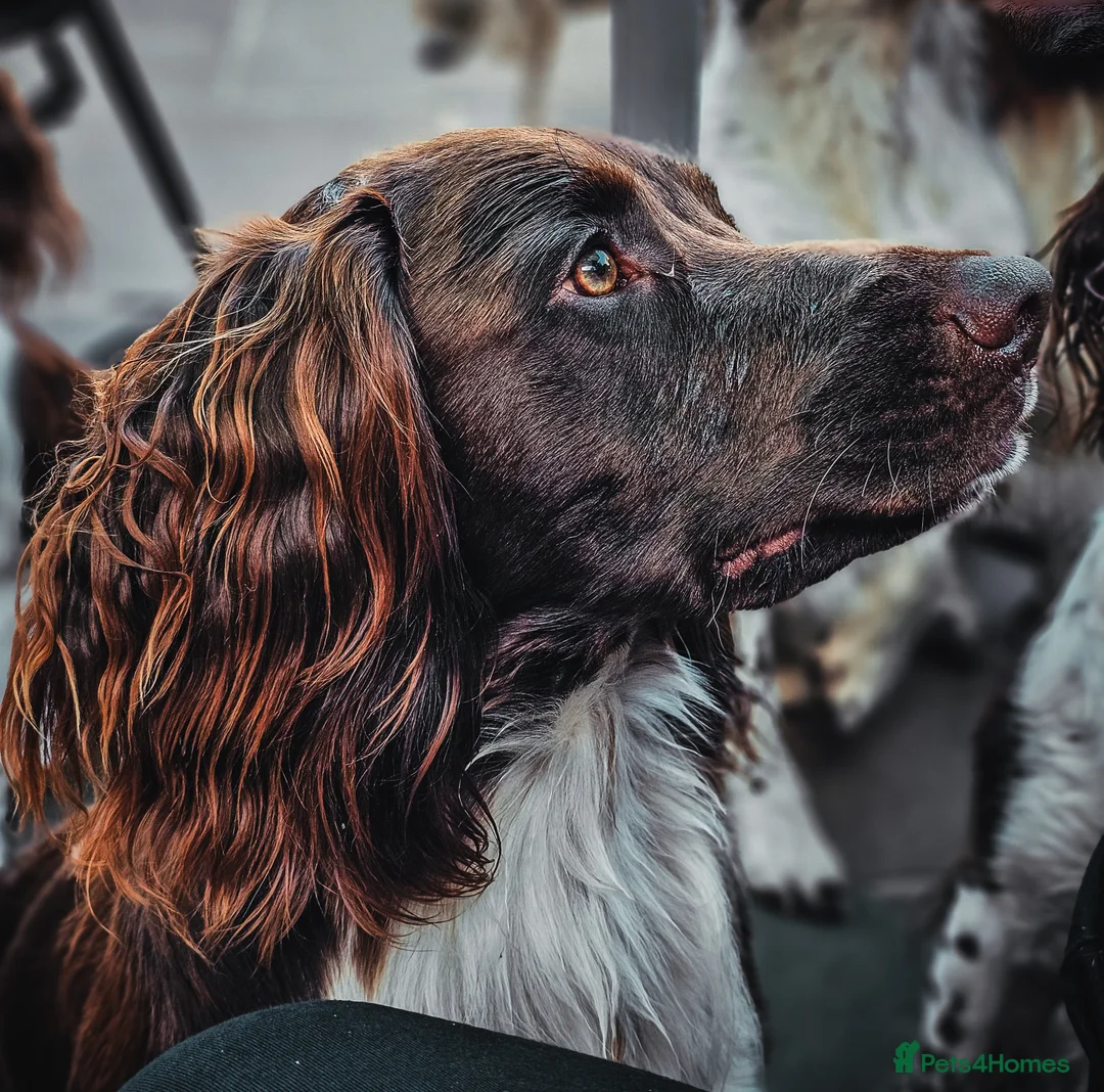 English Springer Spaniel dogs for stud: English Springer Spaniel Stud in Derby - Advert 11