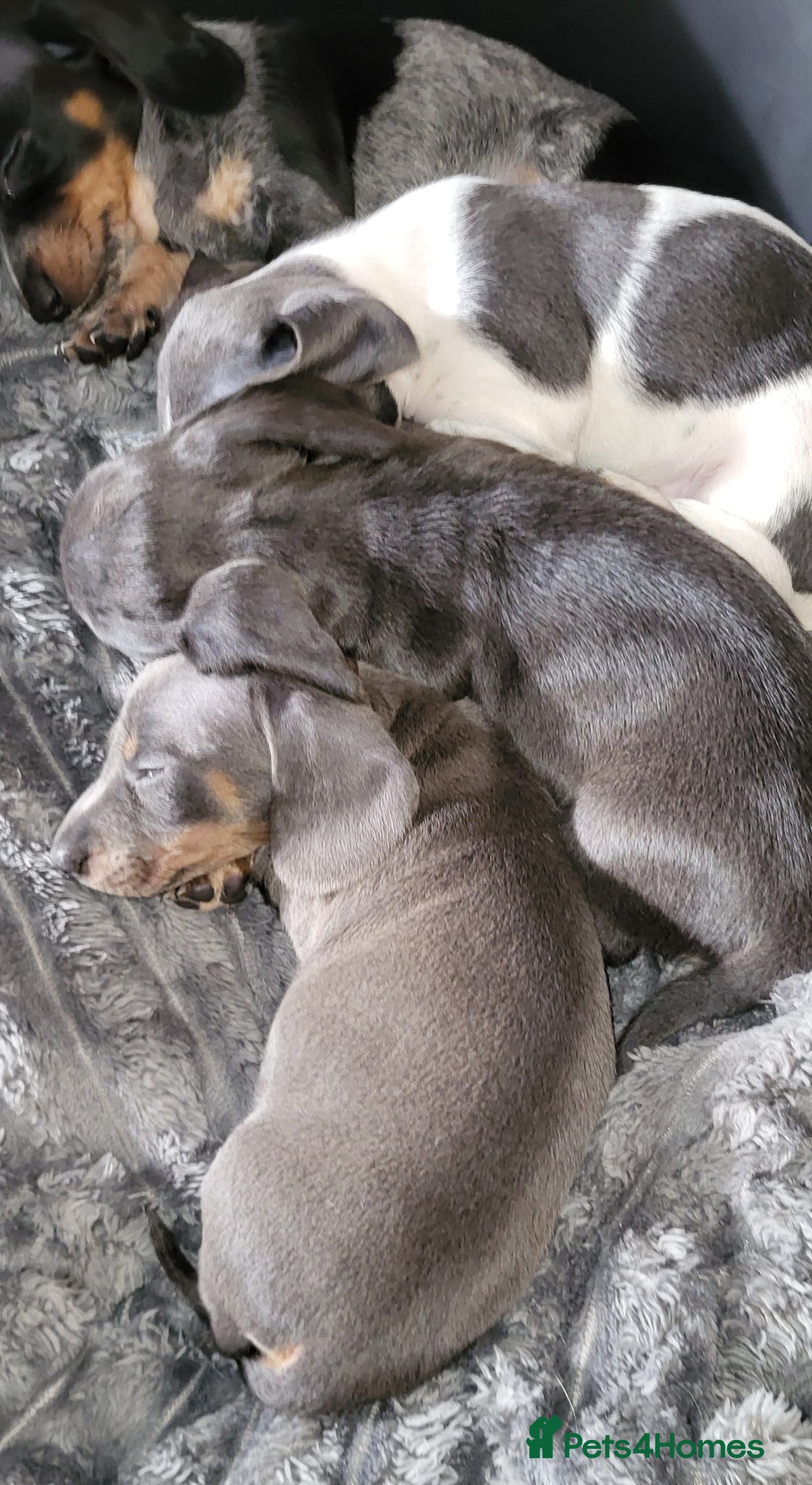 Miniature Dachshund dogs blue and tan and piedball girls for sale - Advert 20