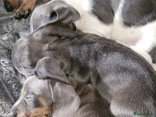 Miniature Dachshund dogs KC Reregistered miniature dachshund puppies. - Advert 11