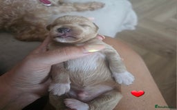 Schnoodle dogs for sale: 5 Adorable Schnoodle Puppies ❤️🩷💚💙🧡 - Image 17