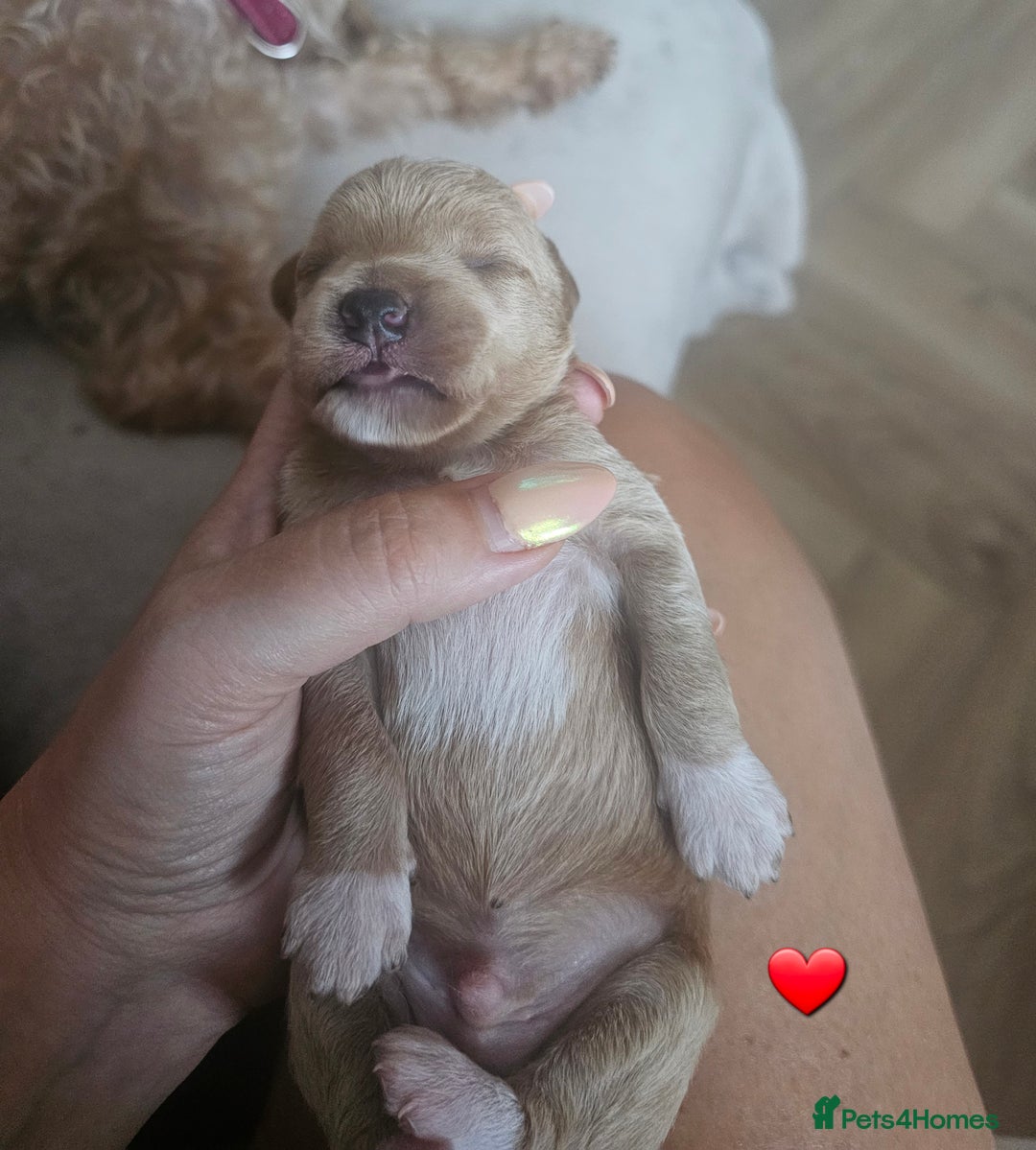 Schnoodle dogs for sale: 5 Adorable Schnoodle Puppies ❤️🩷💚💙🧡 - Image 17