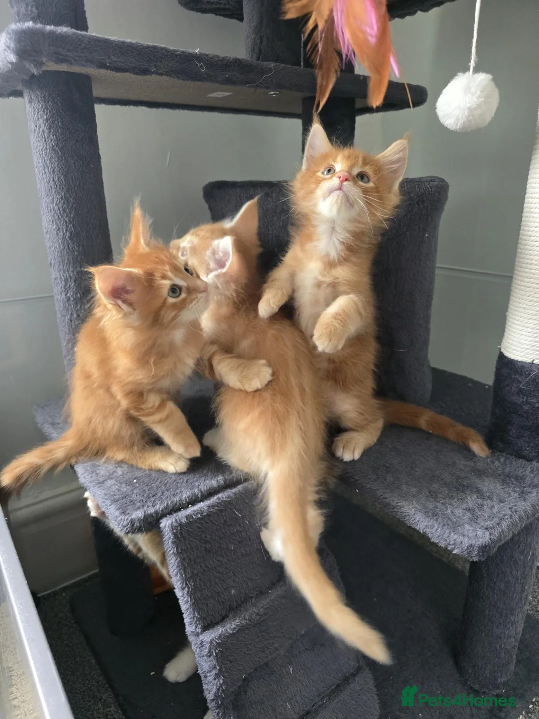 Maine Coon cats for sale: Big healthy mainecoon kittens  in Llanfairpwllgwyngyll - Advert 2