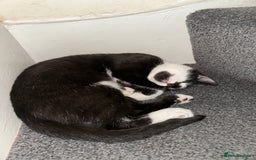 Mixed Breed cats for sale: Beautiful Kittens for sale - Image 8