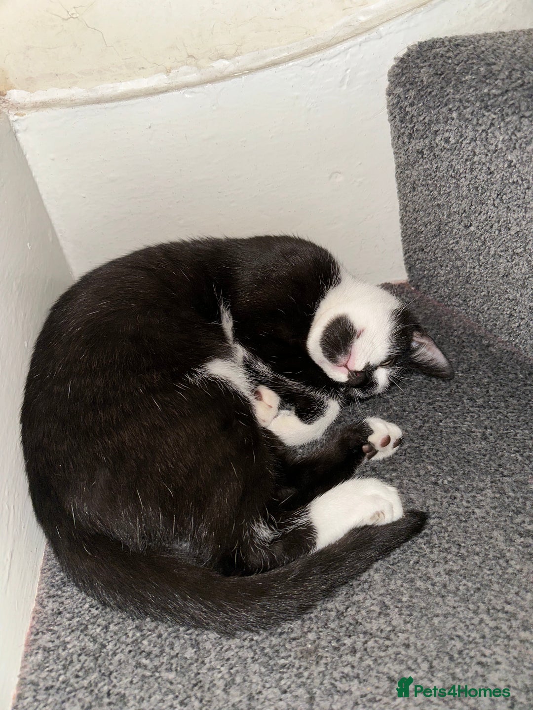 Mixed Breed cats for sale: Beautiful Kittens for sale - Image 8