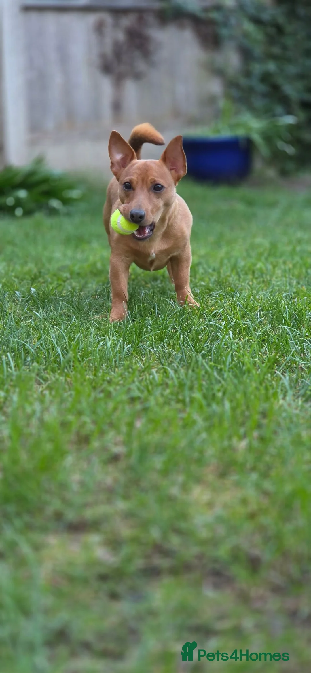Mixed Breed dogs for sale: Max - Jack Russell Cross - Advert 2