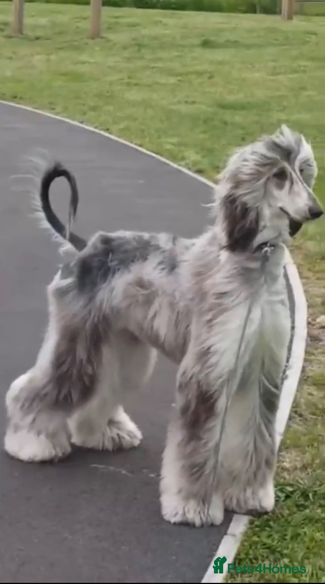 Afghan Hound dogs Female Afghan hound  - Advert 1