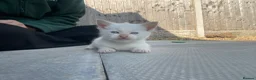 Domestic Shorthair cats for sale: Albus & Willow in Chorley - Advert 8
