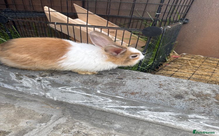 Lionhead rabbits in London - Advert 1