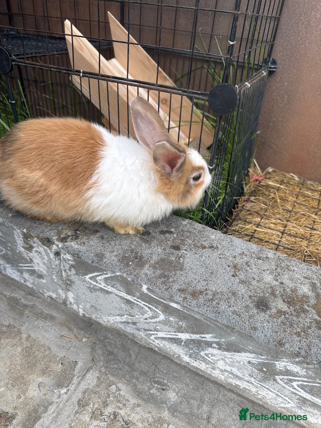 Lionhead rabbits for sale: Fluffy Lionhead Baby Bunnies – Raised with Love in London - Image 1