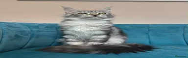 Maine Coon 2