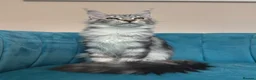 Maine Coon cats for sale: TICA Pedigree Registered Maine Coon Kittens - Advert 32