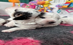 Cocker Spaniel dogs for sale: KC Reg; Home Raised; Low COI; DNA CLEAR; Show Type - Image 17
