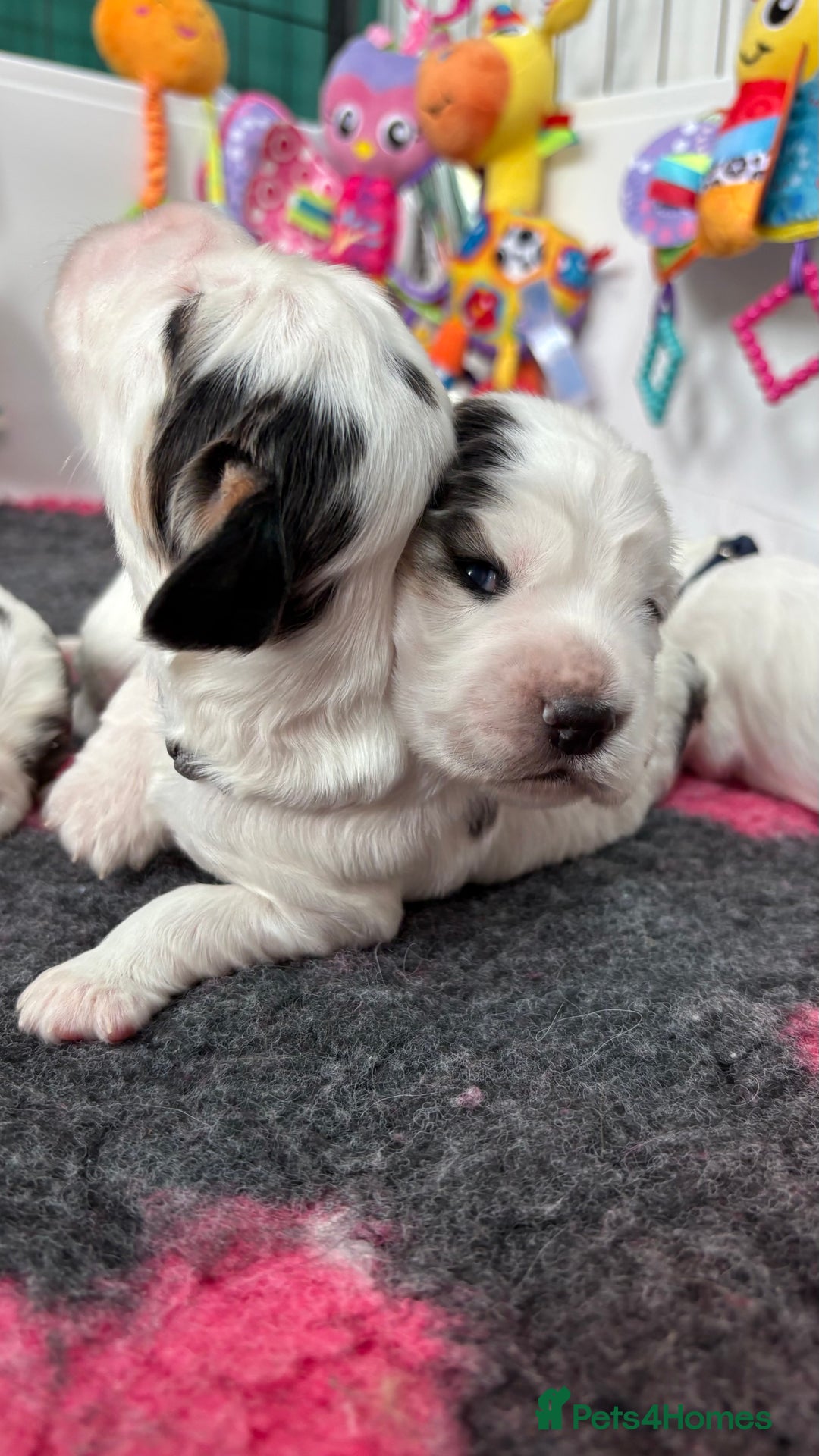 Cocker Spaniel dogs for sale: KC Reg; Home Raised; Low COI; DNA CLEAR; Show Type - Image 17