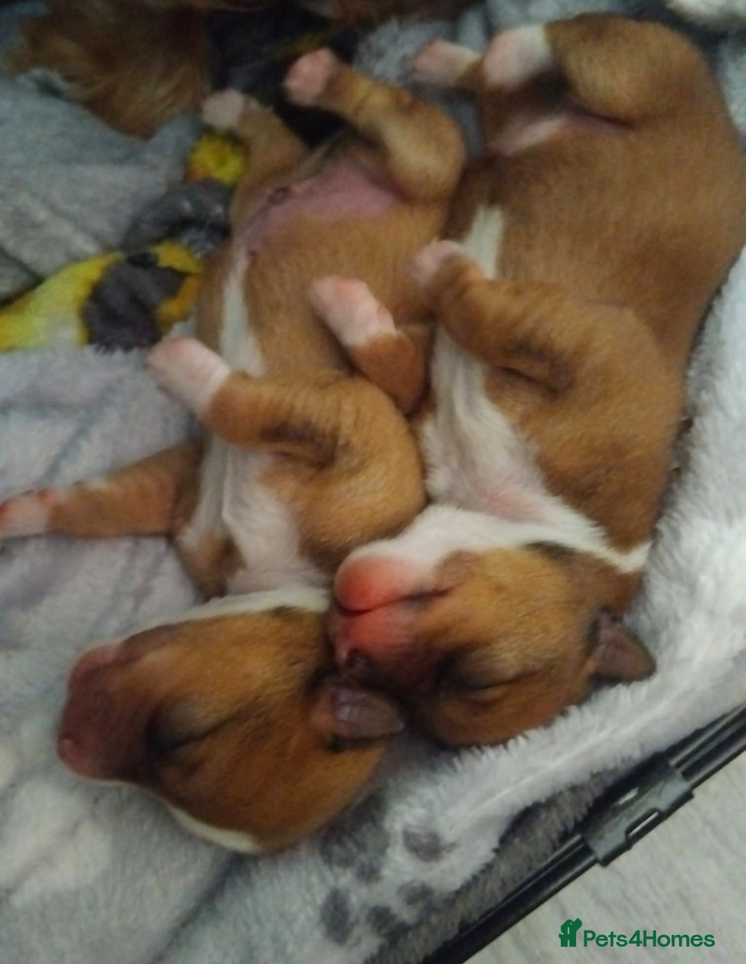 Mixed Breed dogs for sale: Beautiful YorkieRussell pups for sale! Small size  - Image 19