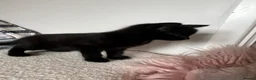 Mixed Breed cats for sale: 3 Beautiful Female Kittens, Black and Two Tabby  - Advert 4