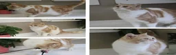 British Shorthair cats for sale: 🌟Super Rare Litter!!🌟Pedigree British Shorthairs - Advert 5