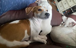 Mixed Breed dogs for sale: Lurcher  - Image 2