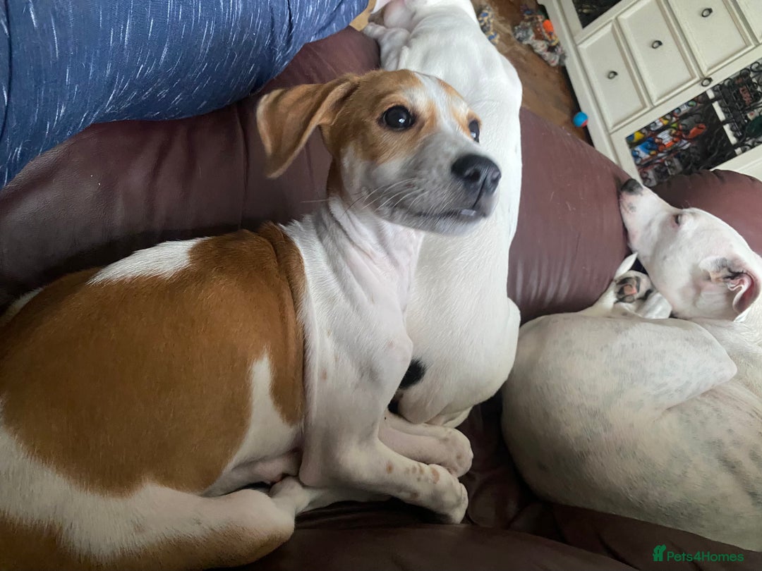 Mixed Breed dogs for sale: Lurcher  - Image 2