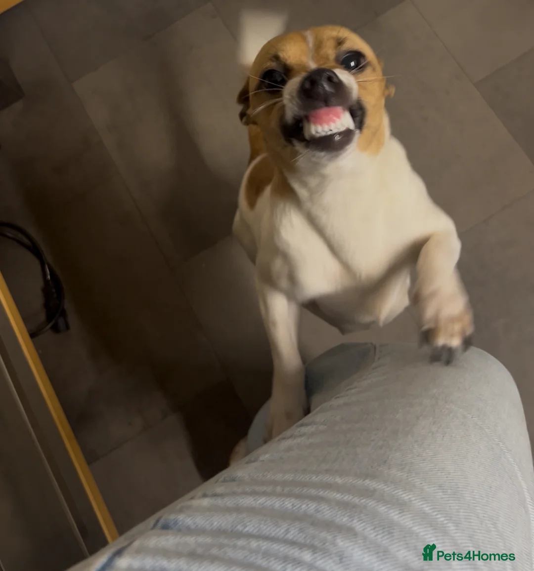 Jack Russell dogs for sale: Lovely chunky jack Russell’s  - Advert 2