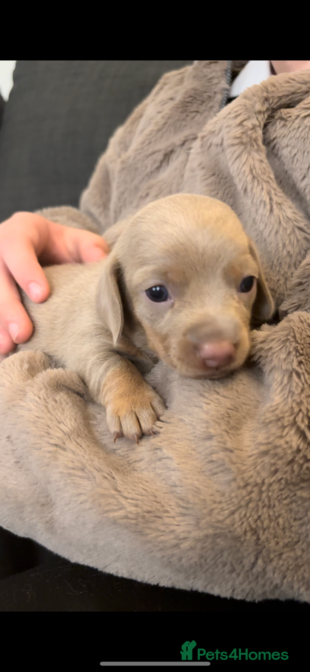 Miniature Dachshund dogs for sale: 2 Beautiful Female kc Miniature Dachshund Puppies - Advert 4