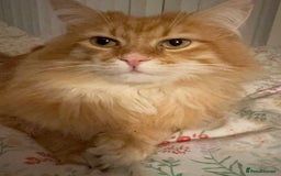 Persian cats for sale: Mink coloured Persian Mixed boys - Image 24