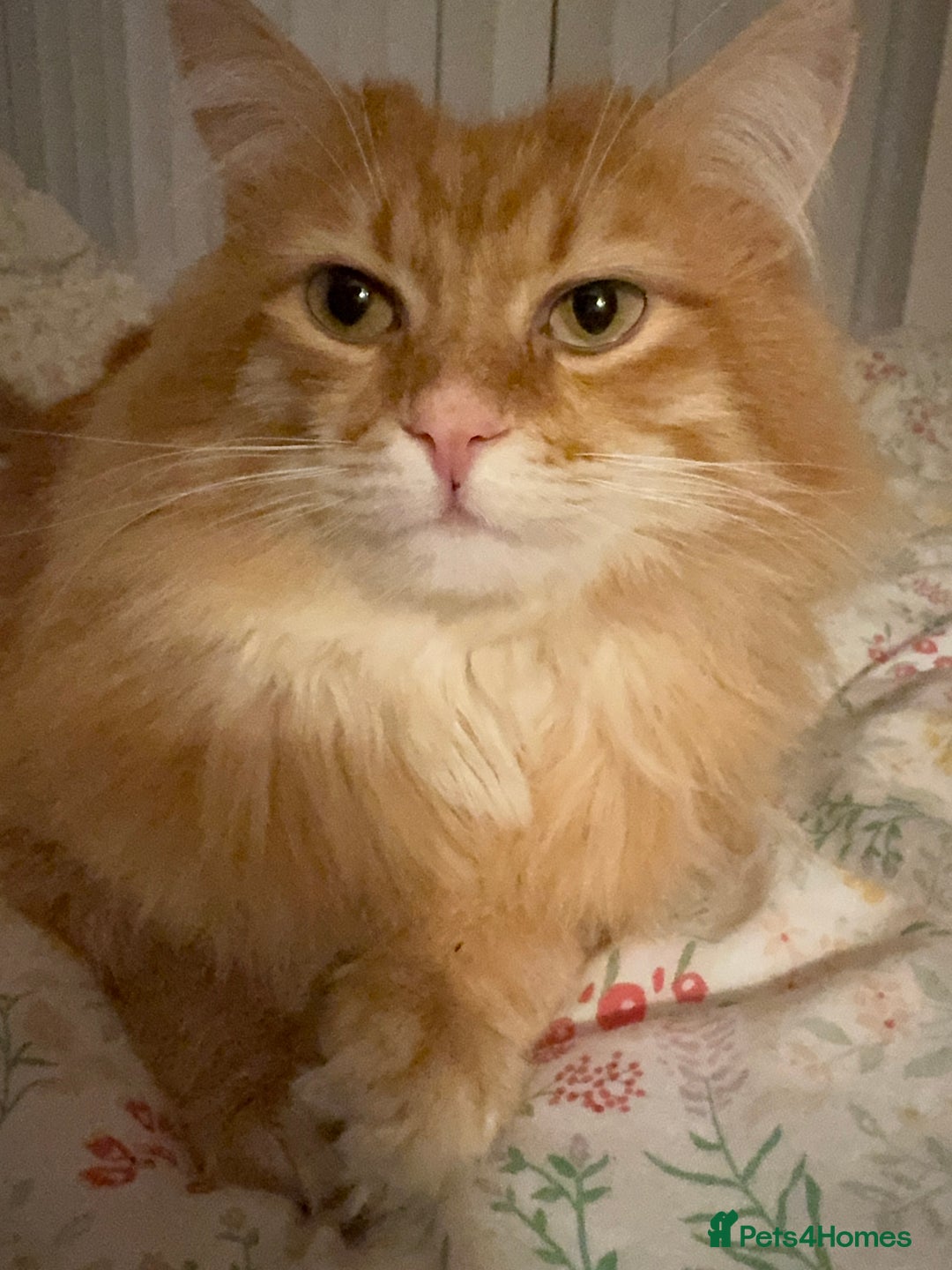 Persian cats for sale: Mink coloured Persian Mixed boys - Image 24