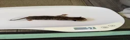 Bengal cats for sale: Bengal X maine coon in Hove - Advert 9