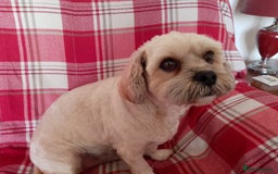 Mixed Breed dogs for sale: Lhasa Apso Cross Breed 6 year old Dog - Image 5