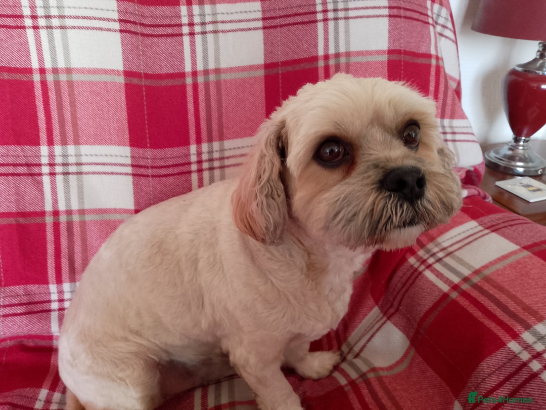 Mixed Breed dogs for sale: Lhasa Apso Cross Breed 6 year old Dog - Image 5